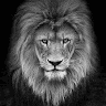علي راضي