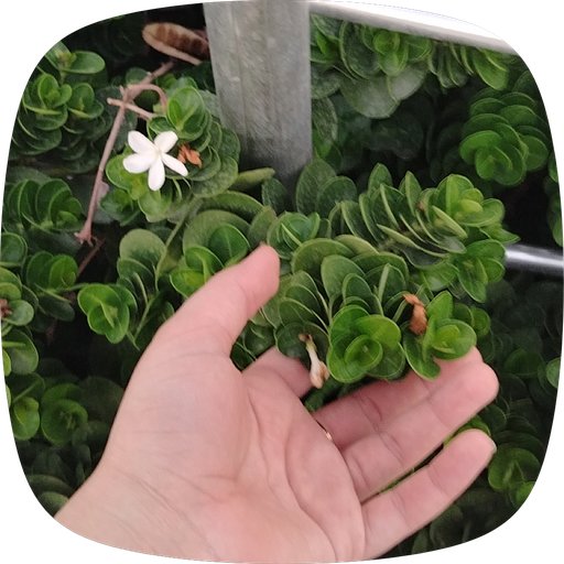 ورد 💕