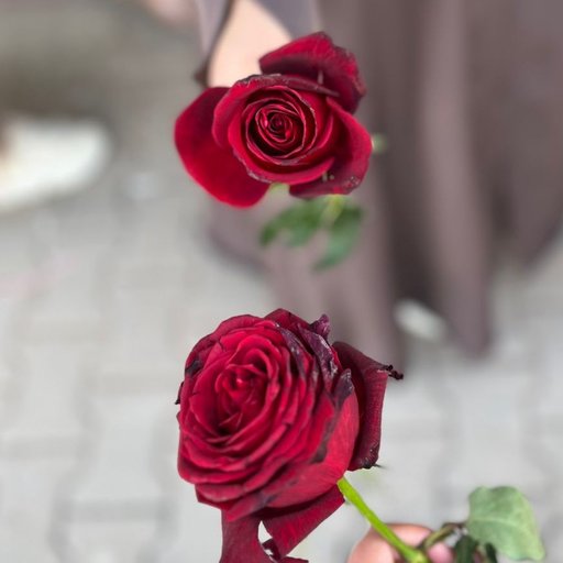 ايلاف