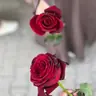 ايلاف