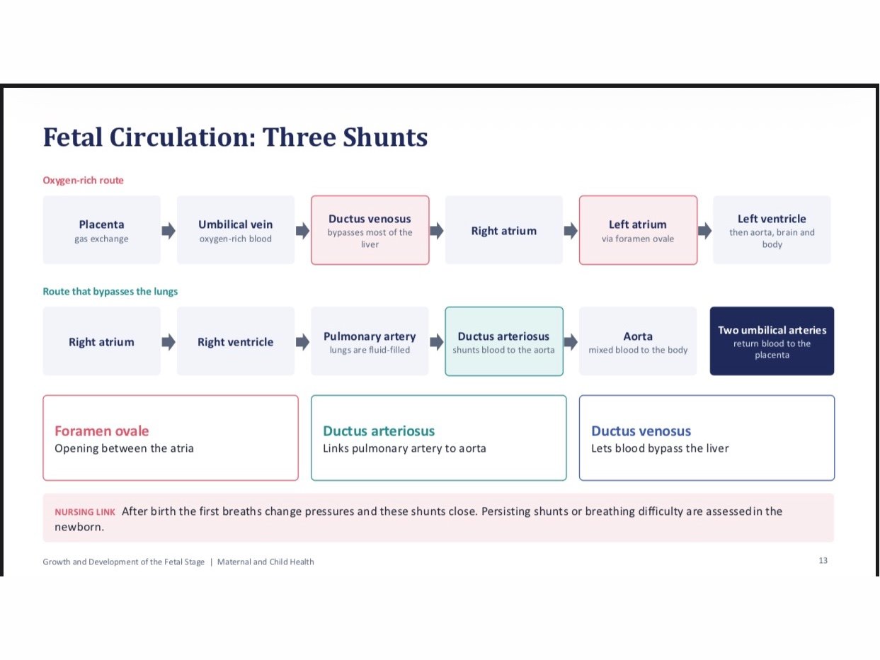 Editable PowerPoint: Growth and Development of the Fetal Stage (24 slides, nursing level), image 1 of 5