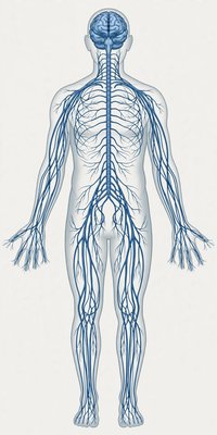 Human Nervous System